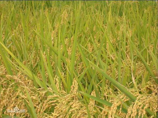 �������DƬ��(l��i)�ԾW(w��ng)�j(lu��)��