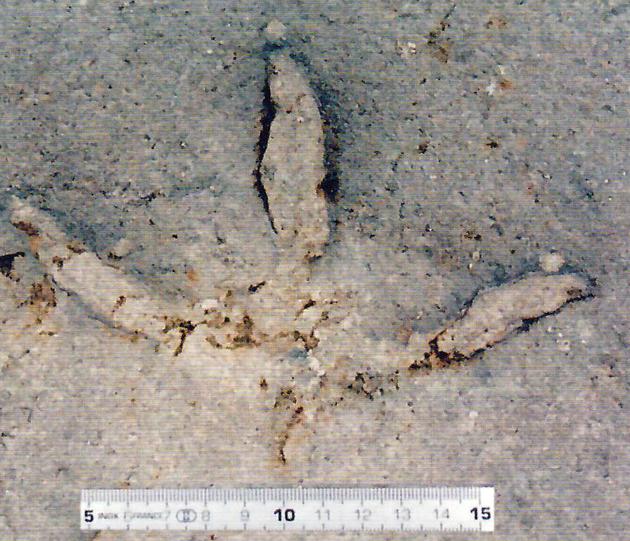 Ƥ���������E��ģʽ��(bi��o)��