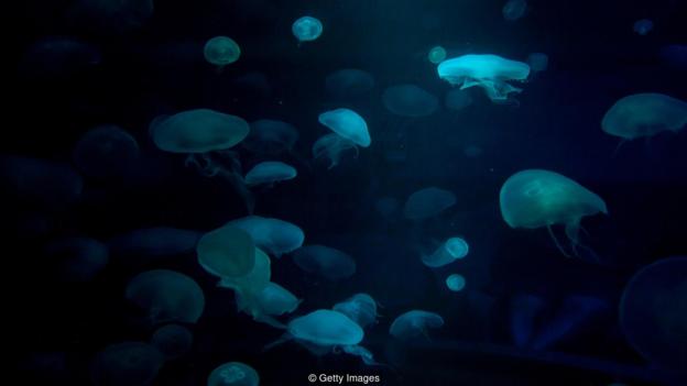 ������һЩ��ֵ�������ʽ����������Ӱ����҂������Ǻ�������������